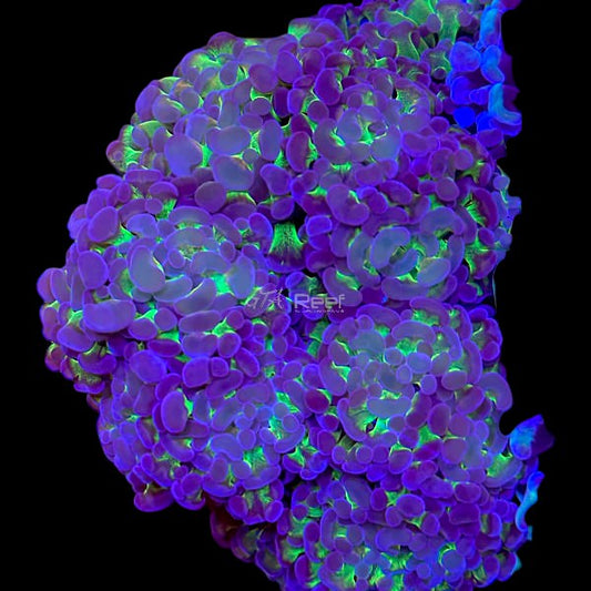 Branching Neon Blue Hammer per head