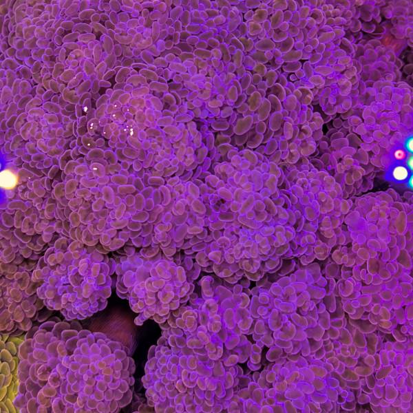 Branching Hammer Coloured Tip - per head