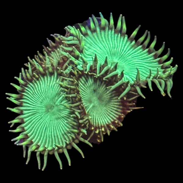 Green paly - WYSIWYG