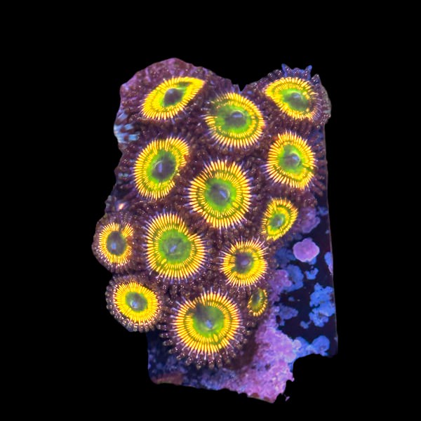 SunnyD Zoas Large frag - WYSIWYG