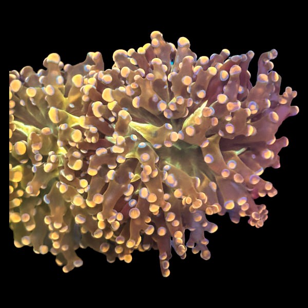 Frogspawn Orange - Per head – GTA Reef Inc.