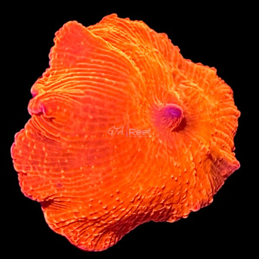 Red Riding Hood Mushroom - A