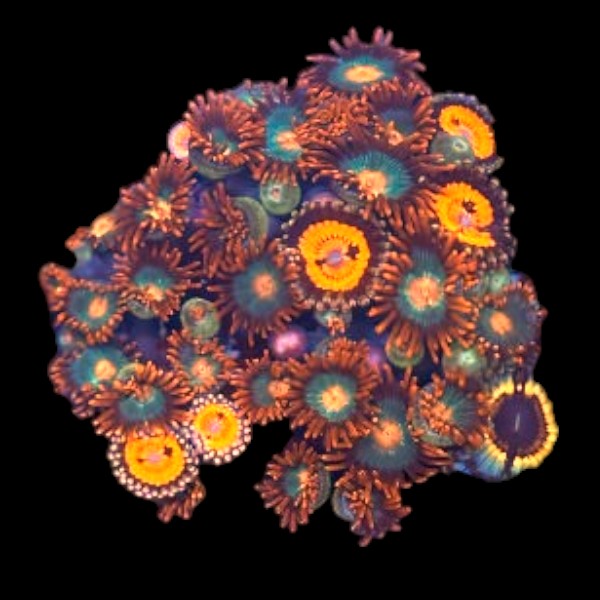 Zoas frag mix - WYSIWYG