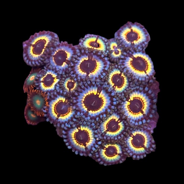 Vampire in Drag Zoas Large - WYSIWYG B