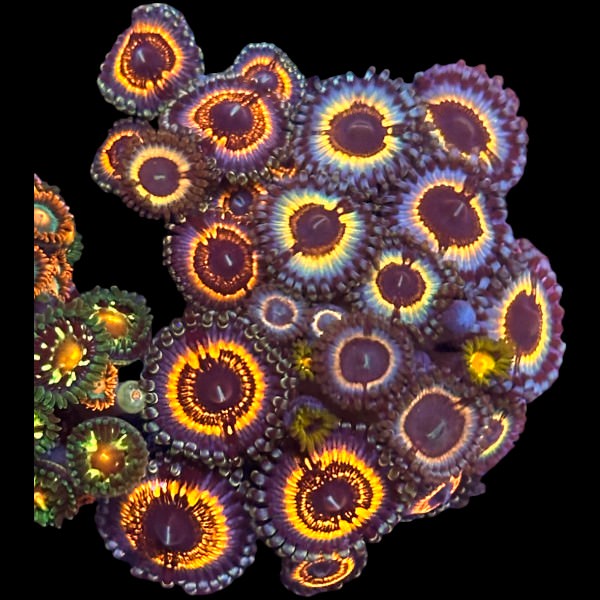 Vampire in Drag Zoas Large - WYSIWYG G