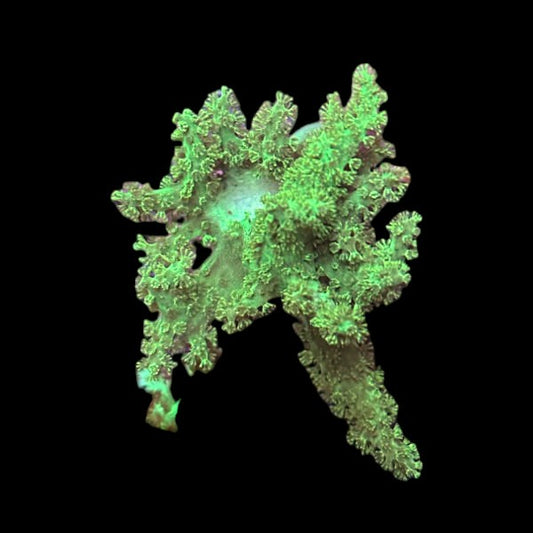 True Palau Nephthea Large Frag