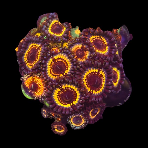 Vampire in Drag Zoas Large - WYSIWYG F