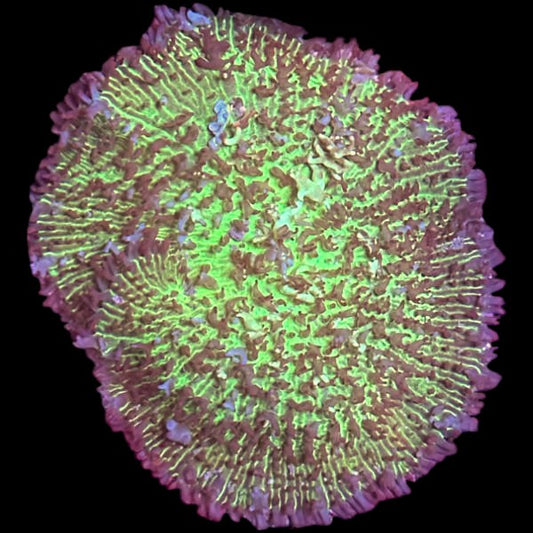 GR Magic Carpet Mushroom 4" wide