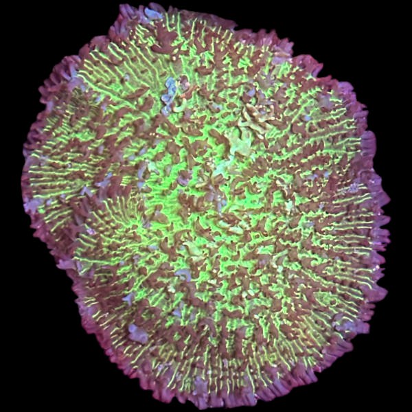 GR Magic Carpet Mushroom 4" wide