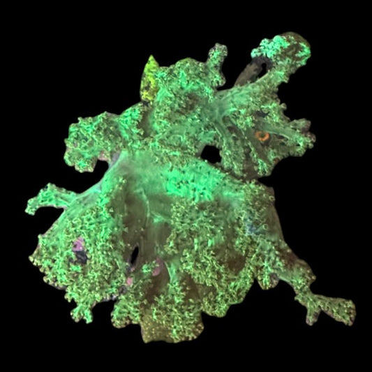 True Palau Nephthea Colony