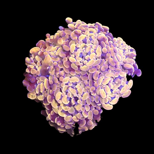 Light Orange hammer - Four heads