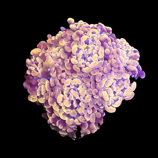 Light Orange hammer - Four heads