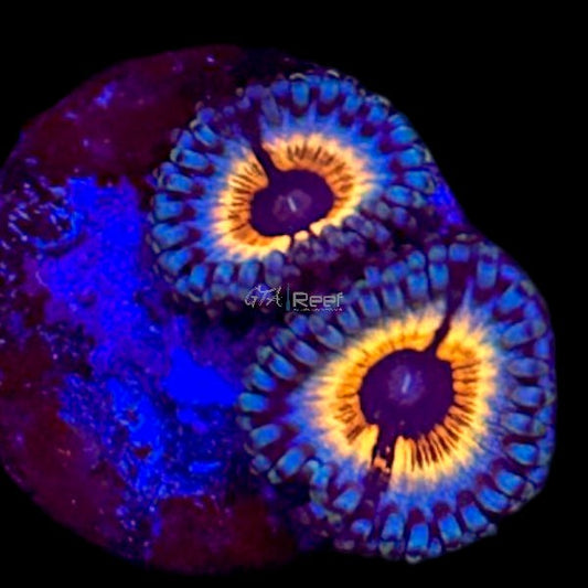 Vampire in Drag Zoanthids - WYSIWYG