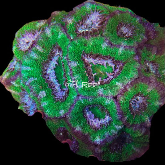 Green Acanthastrea Lord Colony - WYSIWYG