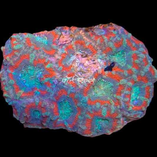 Bi-colour Acanthastrea Lord Colony - WYSIWYG