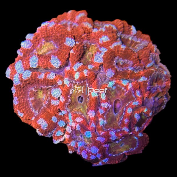 Red and White Acanthastrea Lord Colony - WYSIWYG