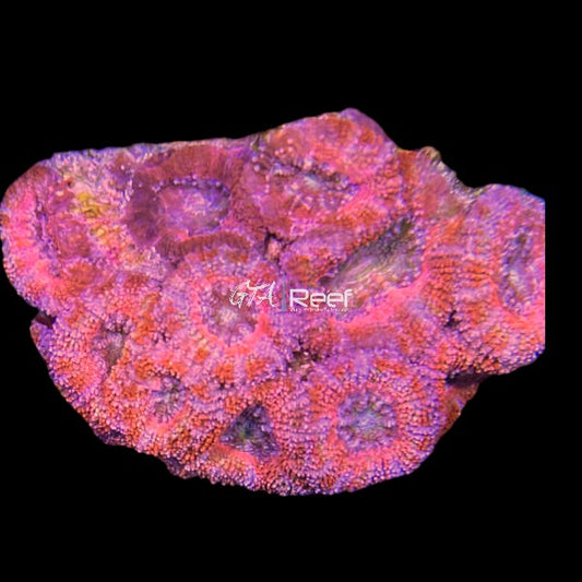 Red Acanthastrea Lord Colony 3 - WYSIWYG