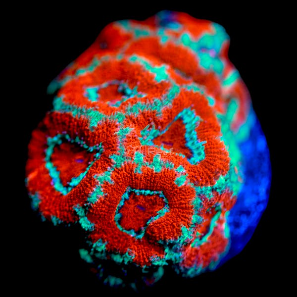 Aussie Acan A