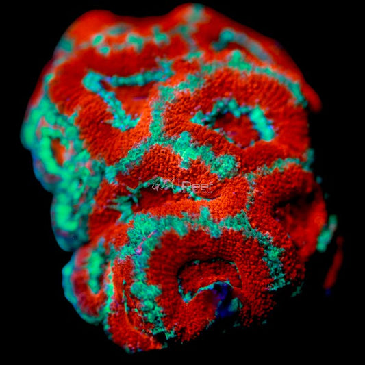 Aussie Acan A