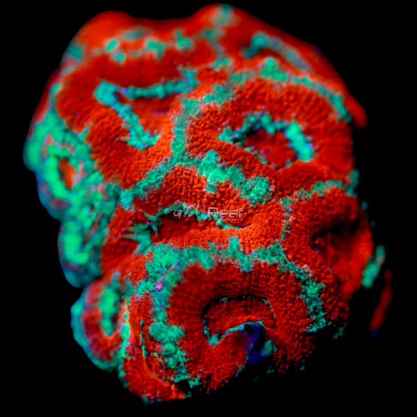 Aussie Acan A