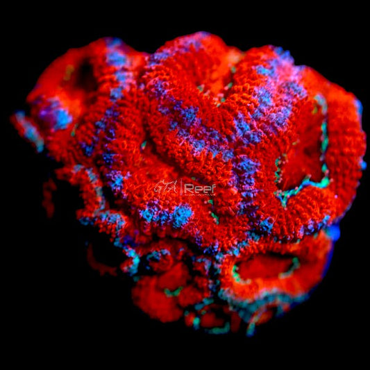 Aussie Acan B