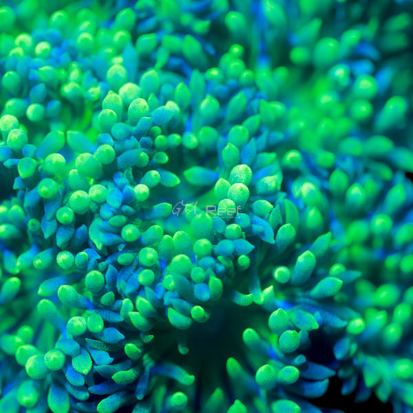Duncanopsammia coral