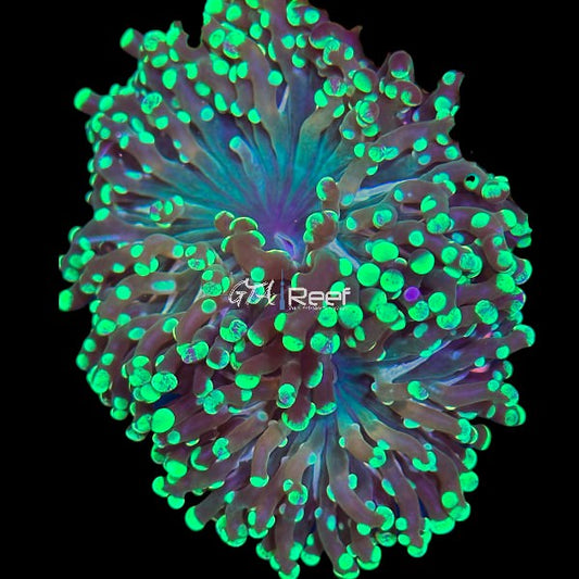 Bi-colour Frogspawn Large head - WYSIWYG
