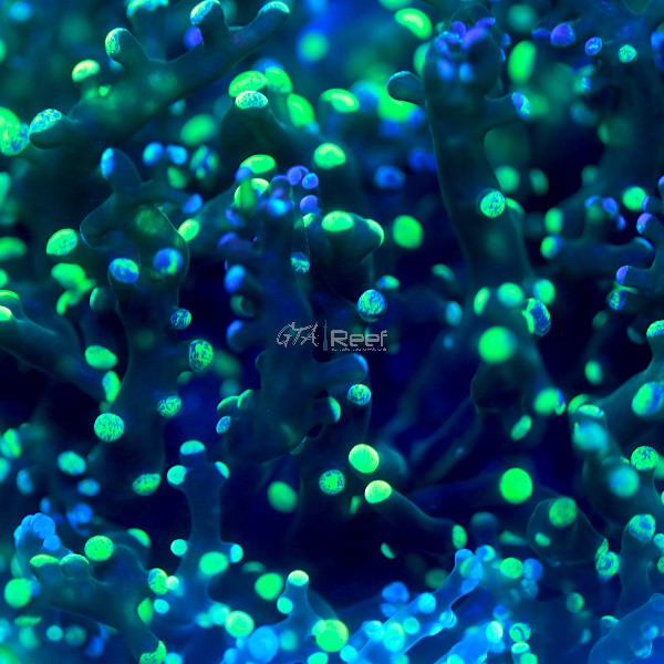 Bi-colour Frogspawn coral