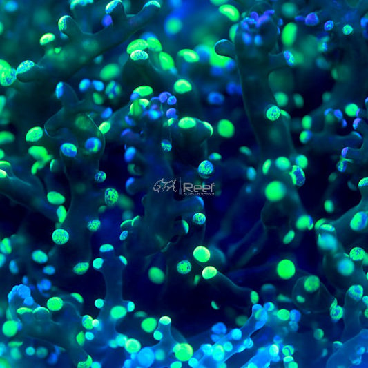 Bi-colour Frogspawn coral