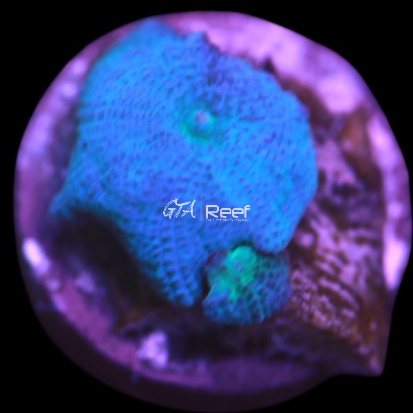 Blue Discosoma Mushroom - WYSIWYG
