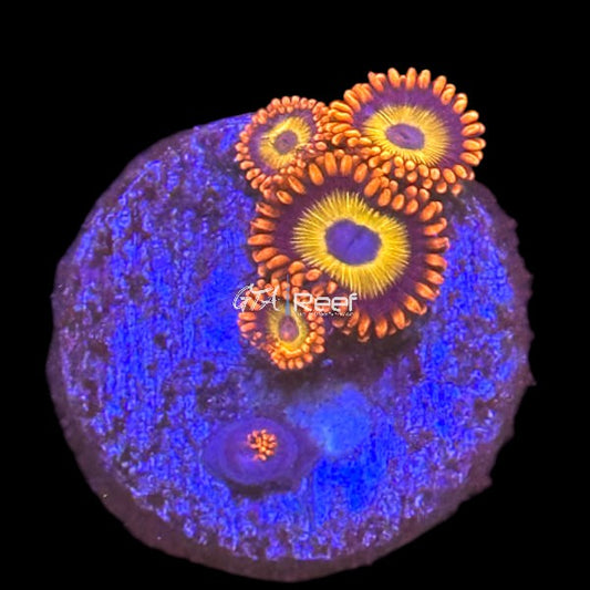 Blue Eyed Blondie Zoanthids - B - WYSIWYG