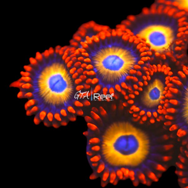 Blue Eyed Blondie Zoanthids