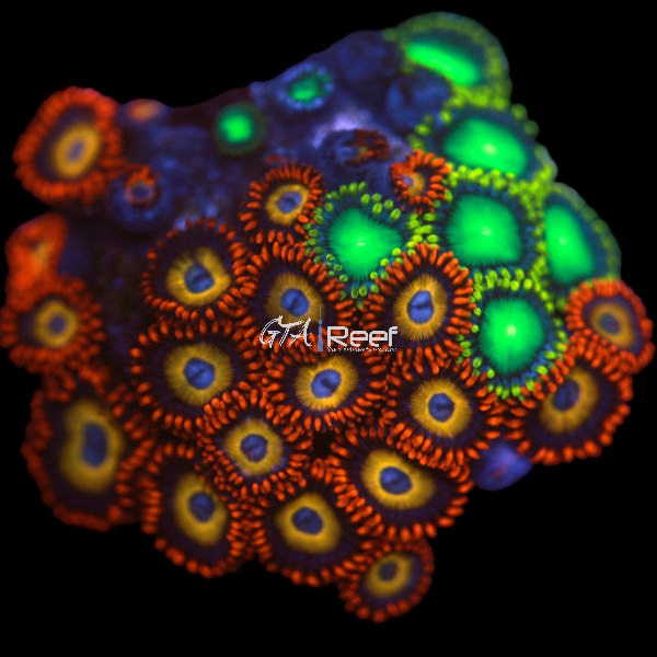 Blue Eyed Blondie Zoanthids Mix - WYSIWYG