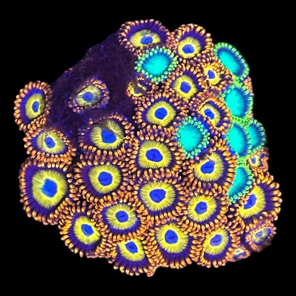 Blue Eyed Blondie Zoanthids frag with bright blue centers and yellow skirts