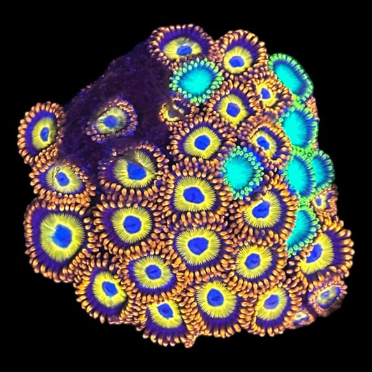 Blue Eyed Blondie Zoanthids frag with bright blue centers and yellow skirts