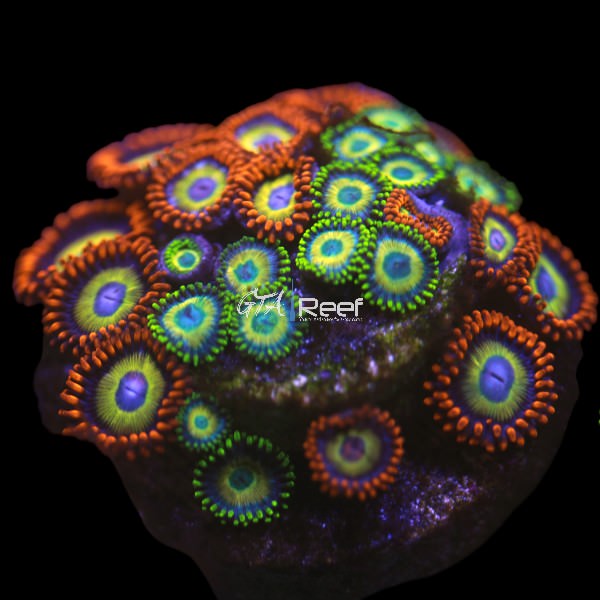 Blue Eyed Blondie Zoanthids / Scrambled Eggs- WYSIWYG