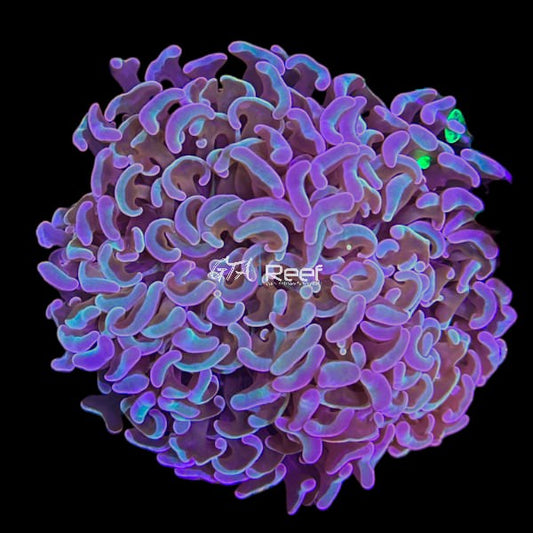 Blue Hammer Colony at GTA Reef