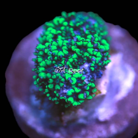 Blue Sympodium - WYSIWYG