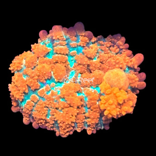 Orange Bounce Rhodactis at GTA Reef