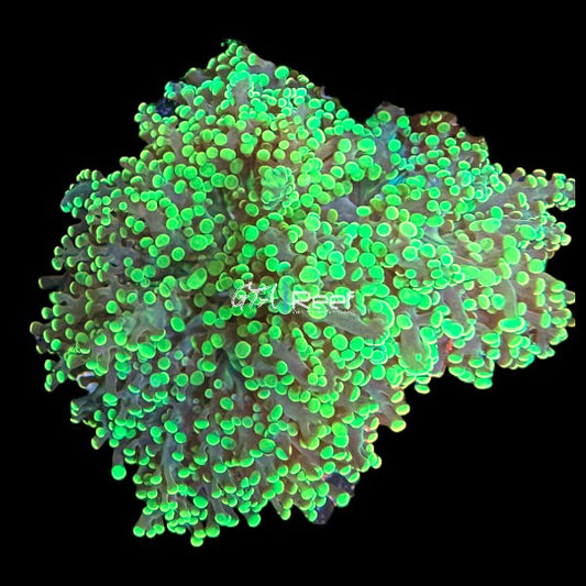 Neon Green Octospawn Two heads - WYSIWYG