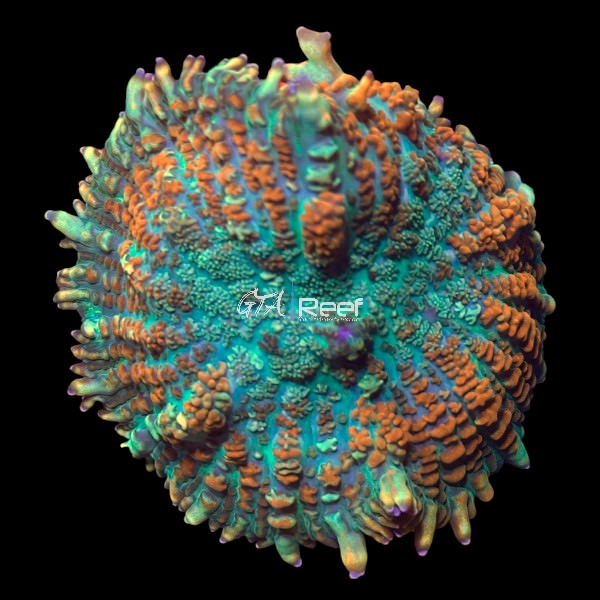 Citrus Rhodactis at GTA Reef