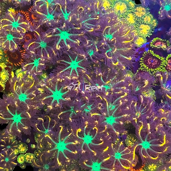 Clove Polyps at GTA Reef
