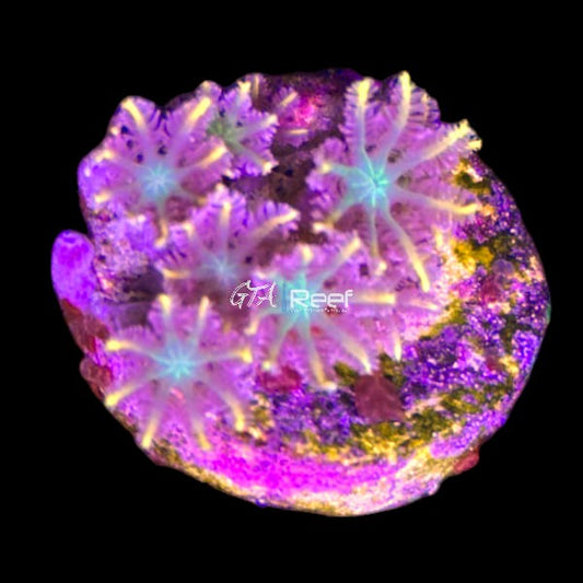 Orange Clove Polyps - WYSIWYG
