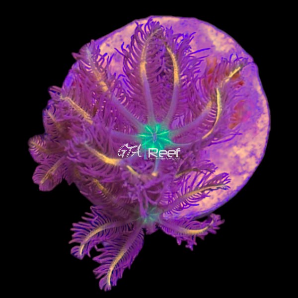 Orange Clove Polyps - WYSIWYG B