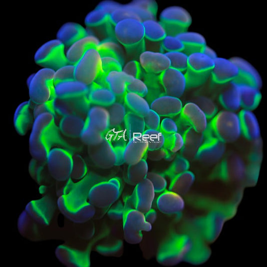 Cosmic Crush Hammer Coral frag with neon green stalks and purple tips – GTA Reef Canada