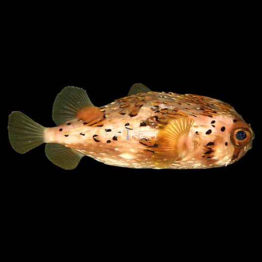 Porcupine Puffer (Large) – Healthy and Tank-Conditioned