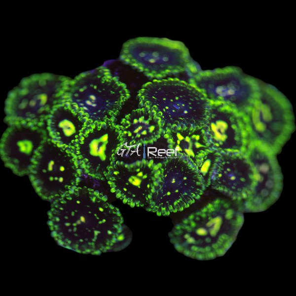Exosphere Zoanthids coral frag with vibrant contrasting colours