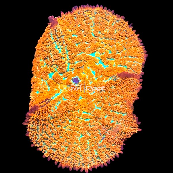 Forest Fire Rhodactis at GTA Reef