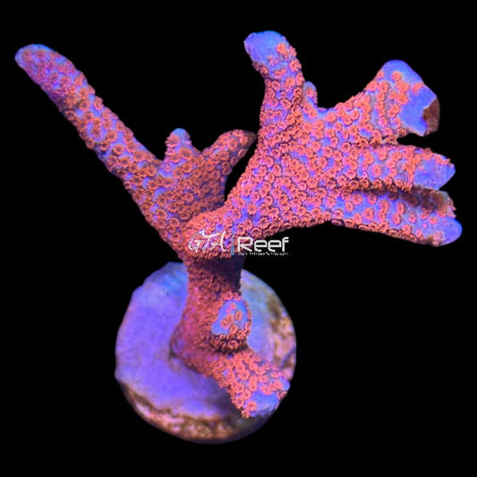 Forest Fire Digi - WYSIWYG