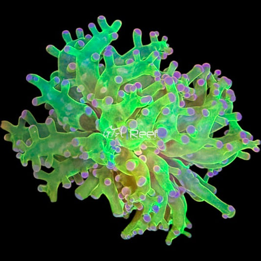 Green Frogspawn - WYSIWYG